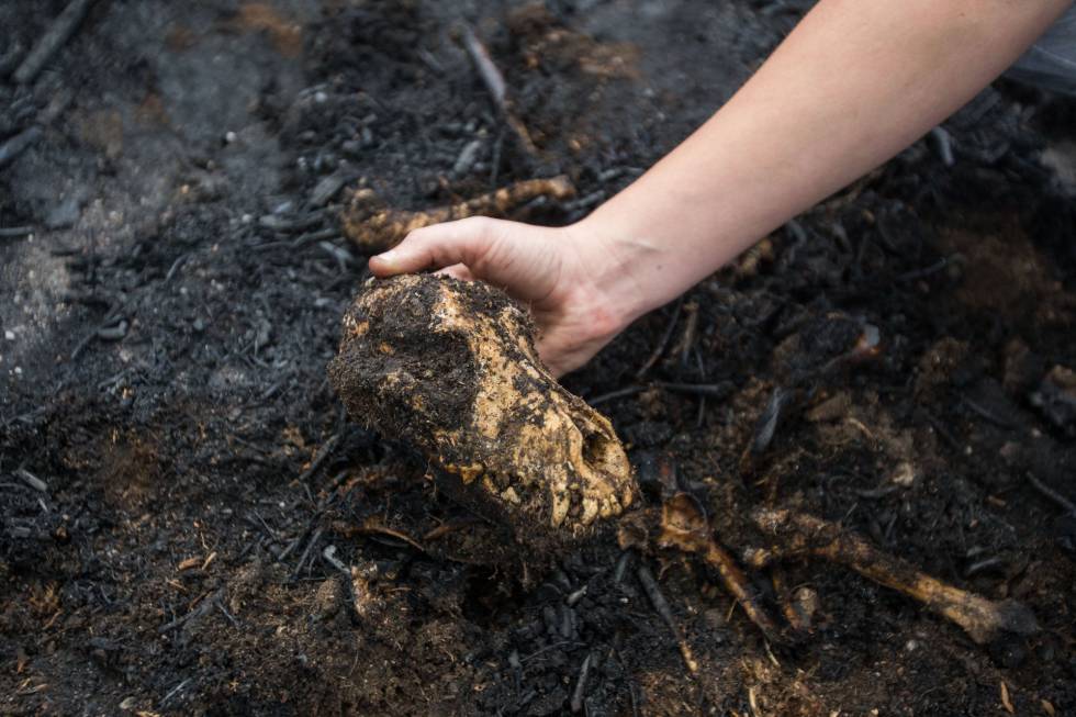 La perra que llevaba el cuerpo carbonizado de su cachorro en Galicia