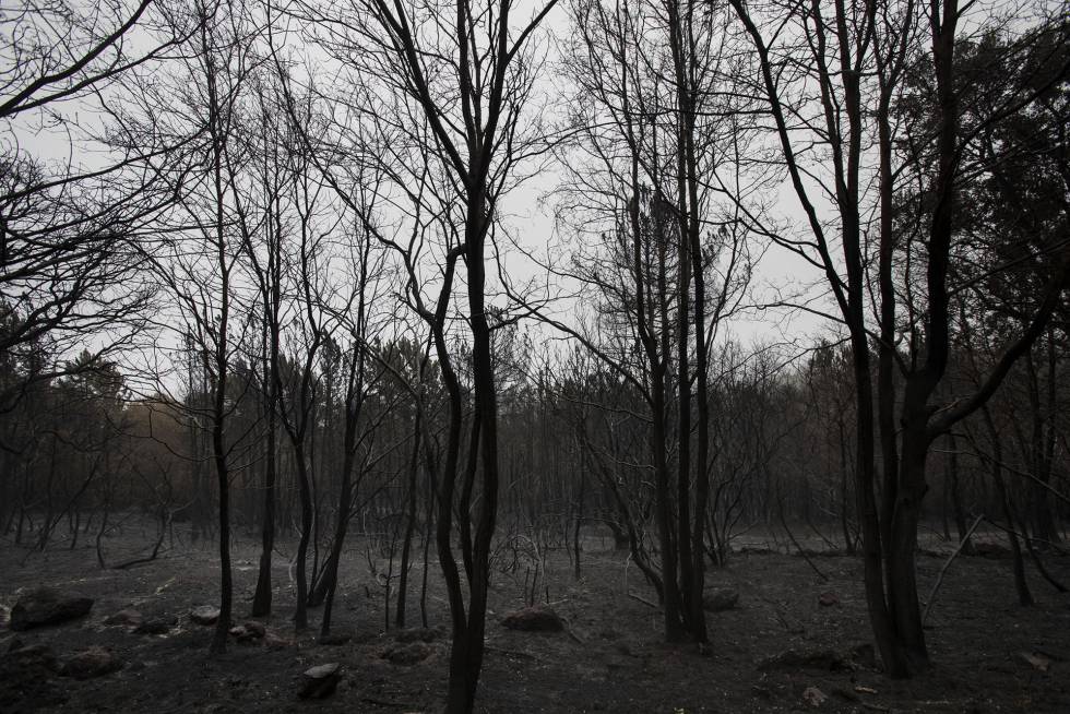 A section of the scorched forest near Carballeda de Avia.