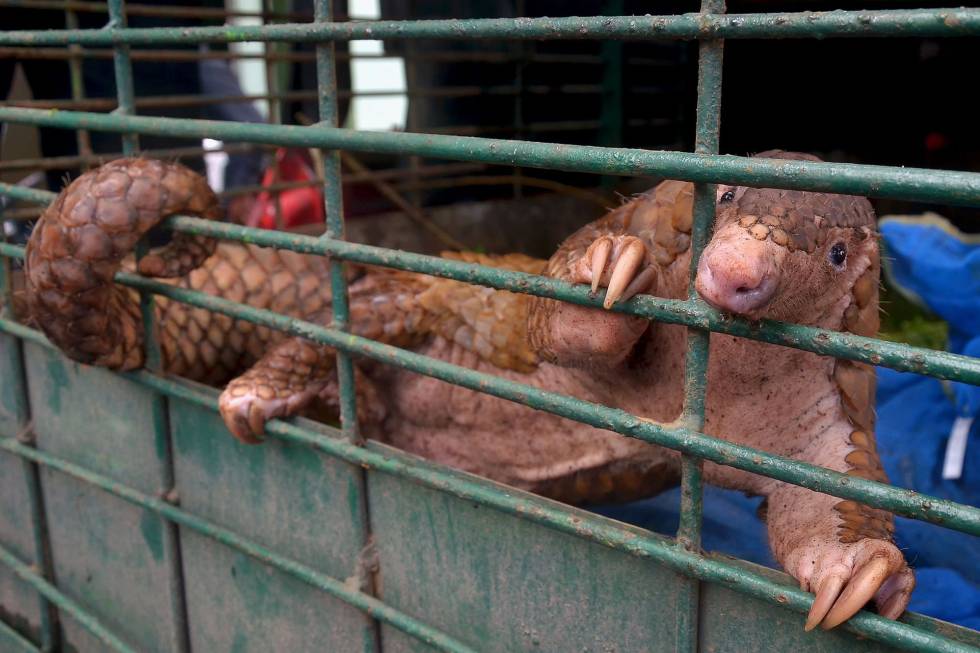 Un pangolín en su jaula en Pekanbaru, Indonesia, este miércoles.