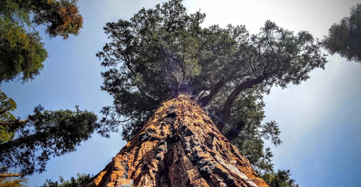Estos 12 árboles han vivido miles de años