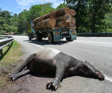 Tapir atropellado en una carretera del norte de la península malaya.