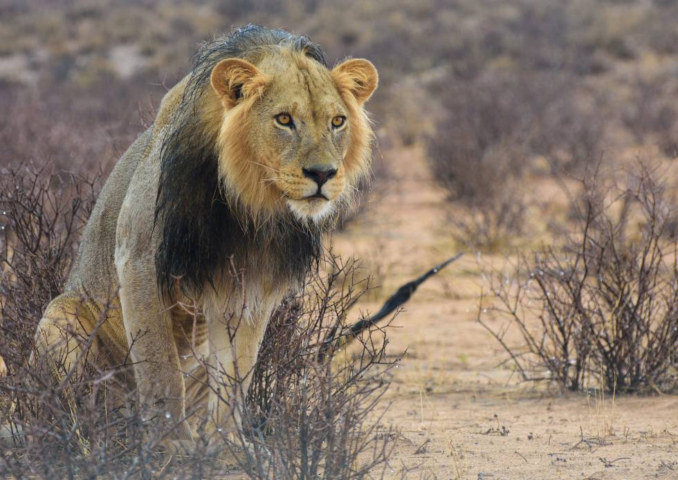 Un león en la naturaleza nos puede causar miedo.