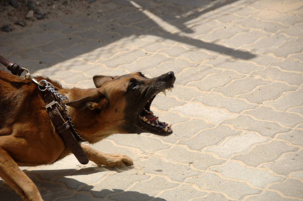 El ser atacado por un perro o ver que un perro ataca a otra persona causa miedo.