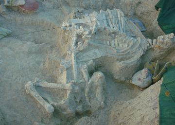 Los fósiles de Madrid y Barcelona