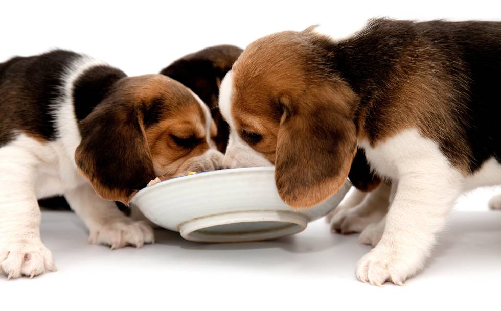 ¿Y si pudieras dar de comer a 50.000 perros y gatos?