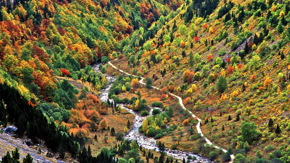 10 súper bosques para el otoño