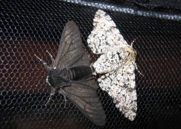 Hallan el gen que cambió el color a las mariposas en la Revolución industrial