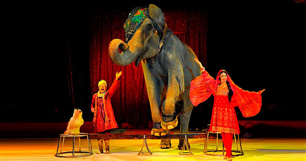 El Circo Con Animales Regresa A Madrid Blog Mundo Animal El Pais