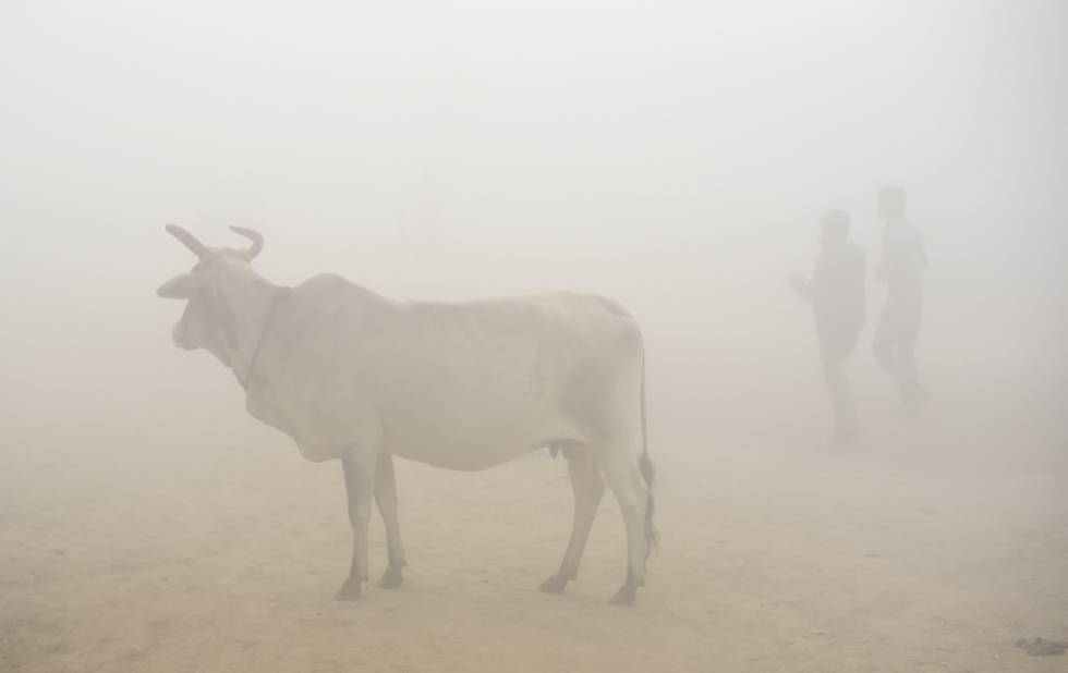 Una vaca bajo la niebla contaminada de Nueva Delhi (India).