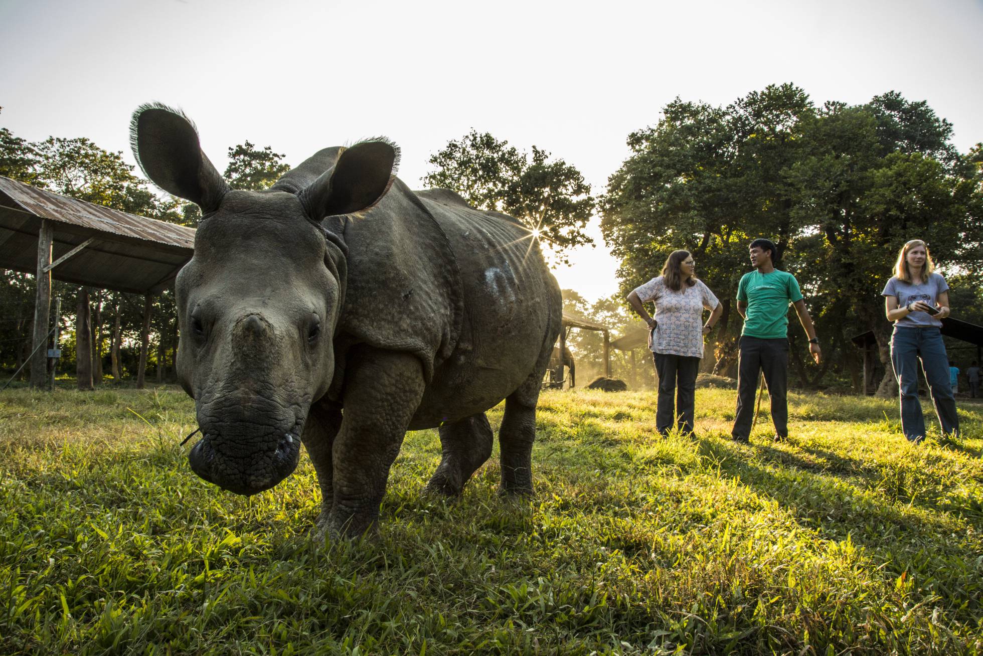 Un rinoceronte indio, atendido por el equipo veterinario de la ONG VIEW.