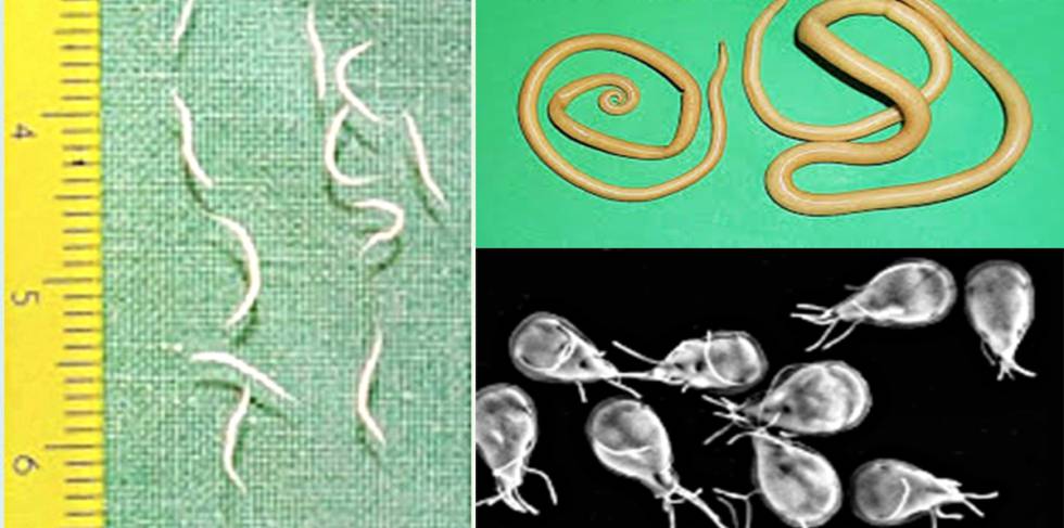 de ce este tapeworm tipuri de paraziți