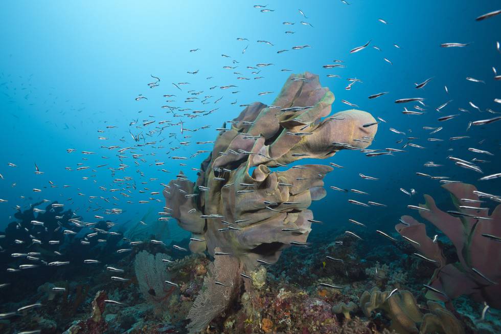Esponja oreja de elefante en un arrecife de coral en Islas Salomón.