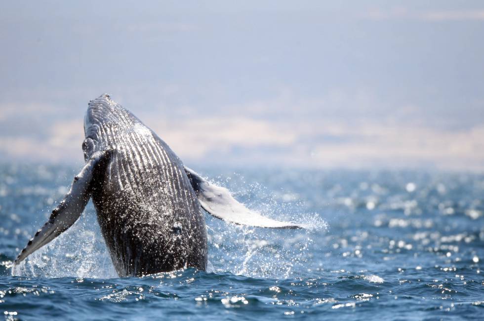 Ballena gris en Baja California Sur (México).