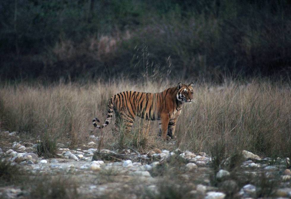 Un tigre de Bengala en el parque nacional de Jim Corbett, en Uttarakhand (India).