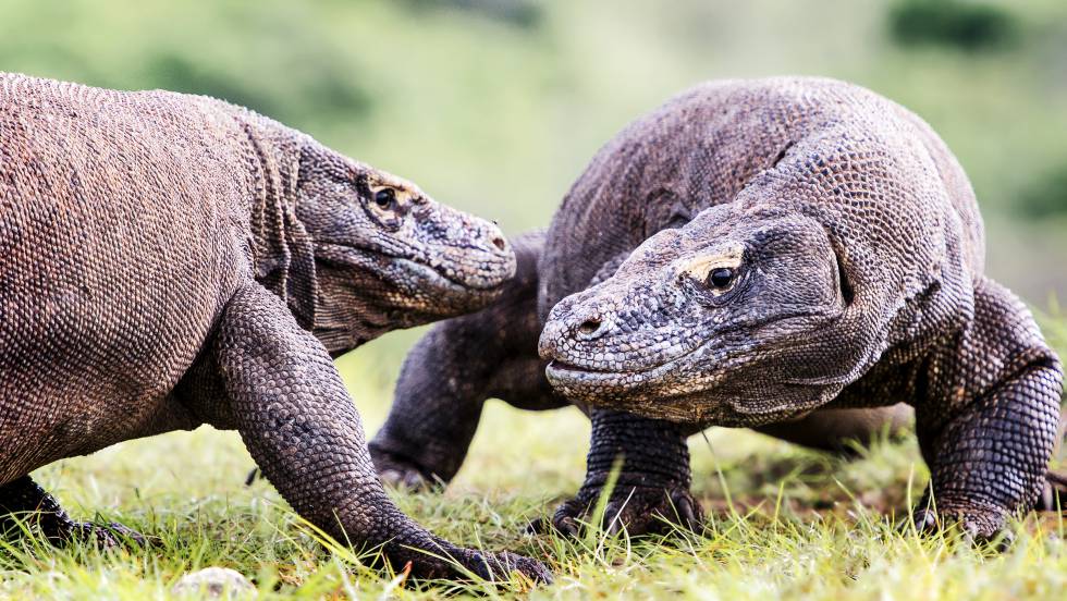 Dos dragones de Komodo intercambiando impresiones.