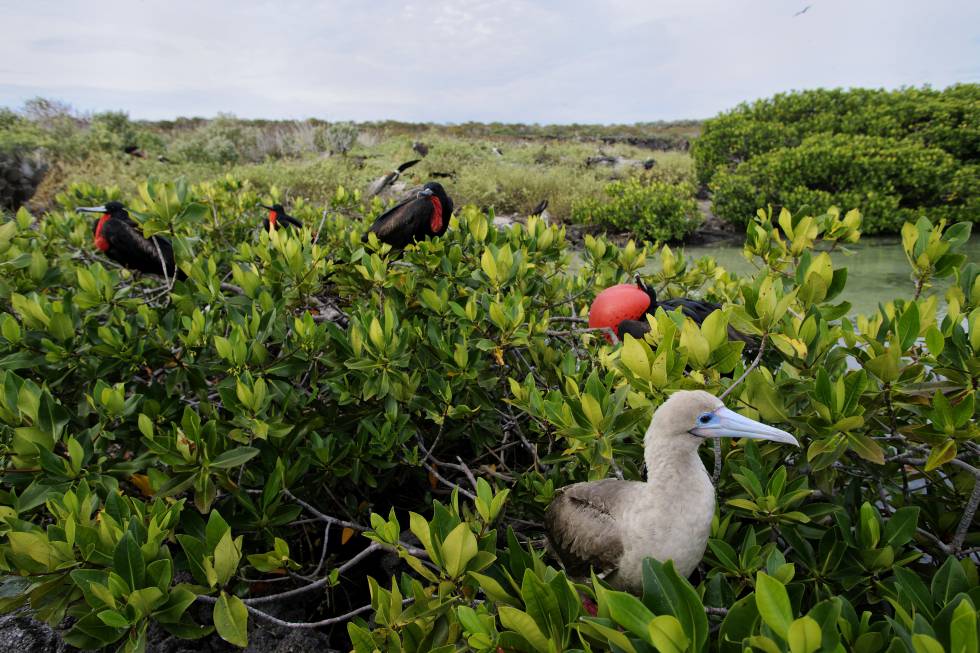 Fragatas y piqueros en las islas Galápagos.