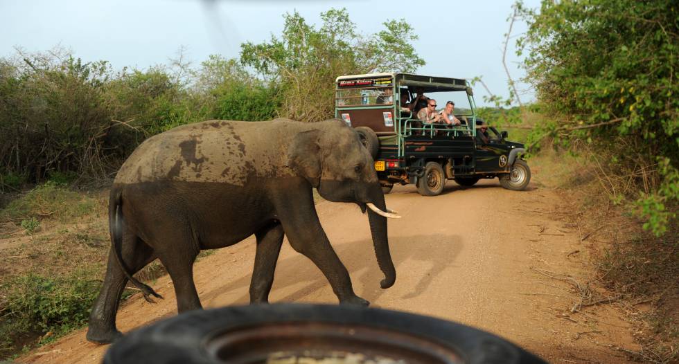 Elefante salvaje en el parque nacional de Yala (Sri Lanka).