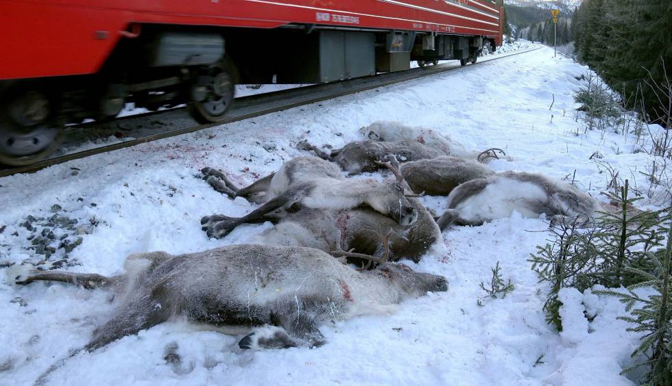 Renos muertos tras ser atropellados por un tren en Noruega.