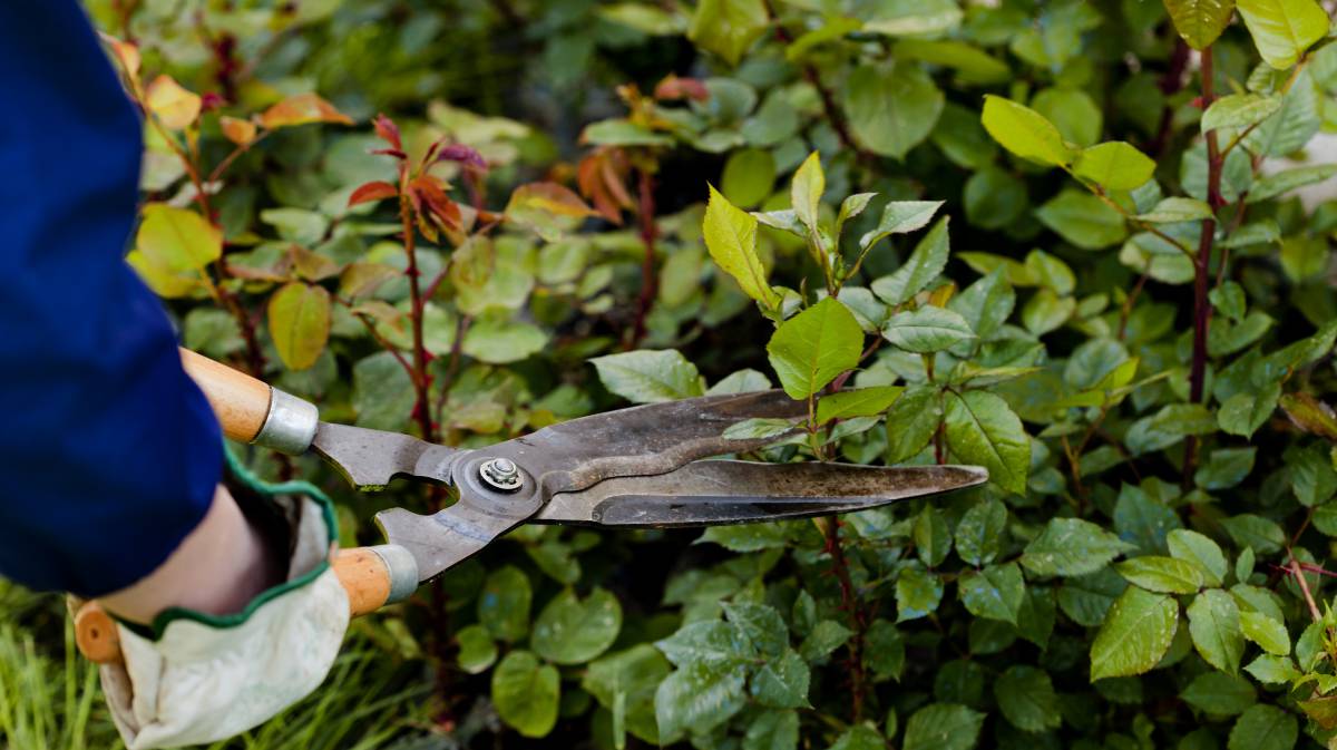 Una persona poda un jard&iacute;n.