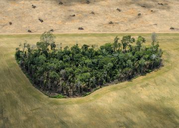 O sofrimento da Amazônia em imagens