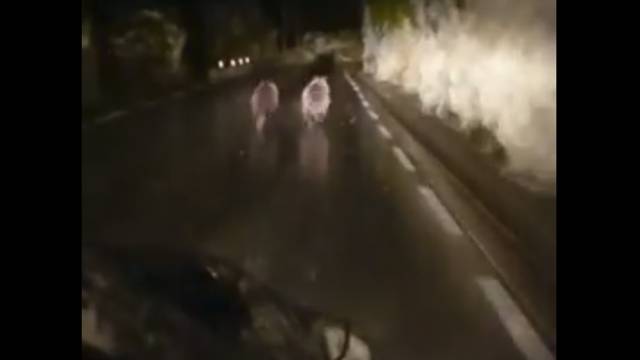 Los dos osos huyen del coche que les persigue.