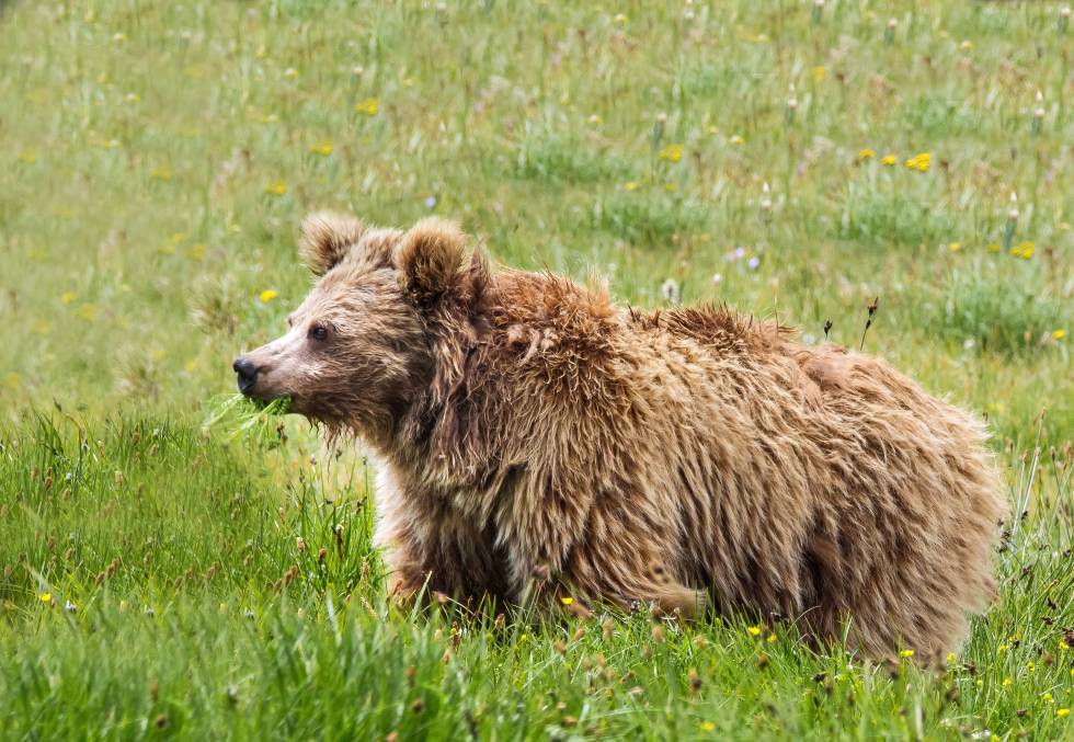 El estudio del abominable Yeti ha permitido obtener el genoma mitocondrial completo del oso pardo del Himalaya.