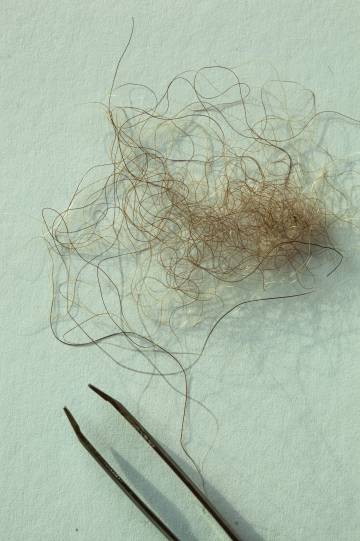 Esta muestra de pelo procedería de un supuesto yeti con el que se encontró un misionero jesuita a mediados del siglo pasado en Nepal.