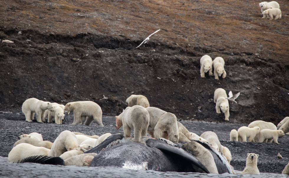 Decenas de osos polares devoran el cadáver de una ballena en la isla de Wrangel, Siberia.