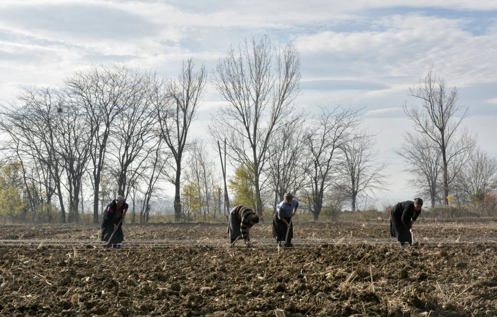 Agricultores aran el suelo en Lomtagora (Georgia).