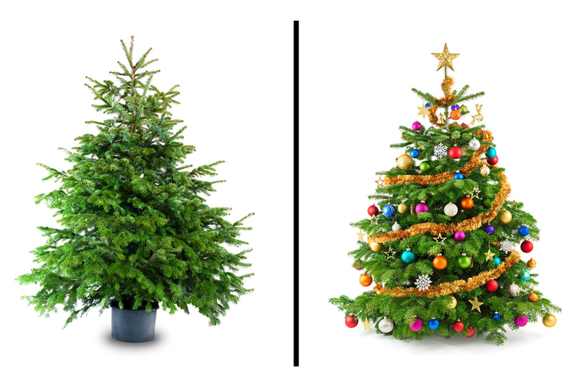 Olvídese del abeto este es el árbol de Navidad que debería comprar