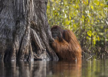 Las mejores fotografías de naturaleza National Geographic 2017