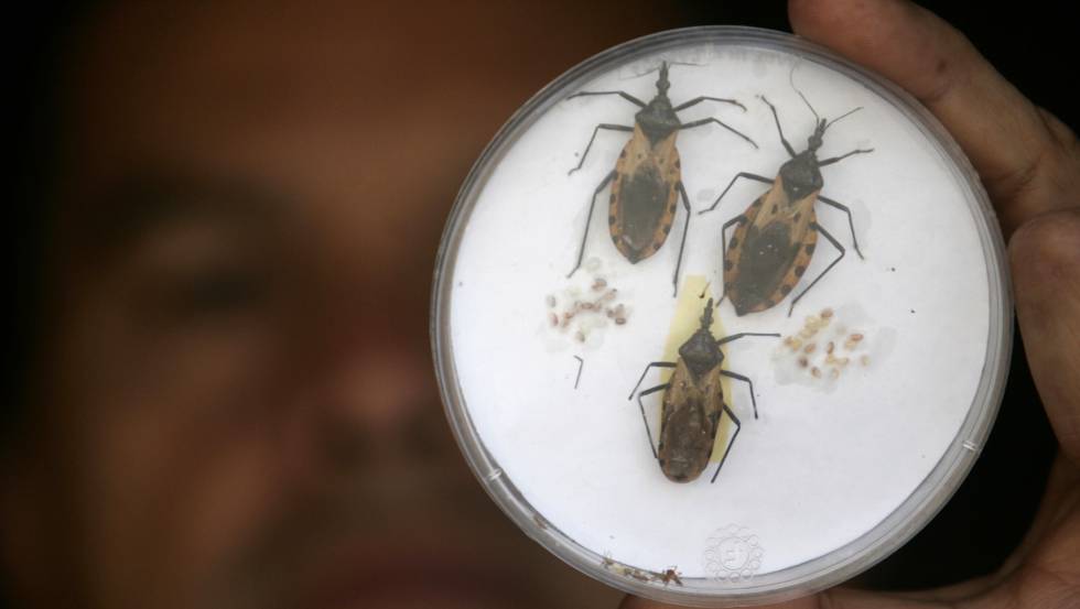insecto que causa el chagas insecto que causa el chagas