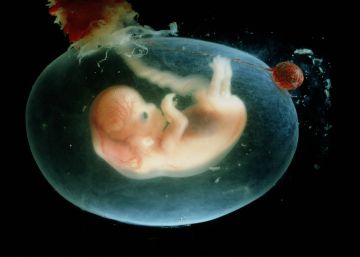 Hallados los cuerpos de varios bebés en formol al reformar una casa en Japón