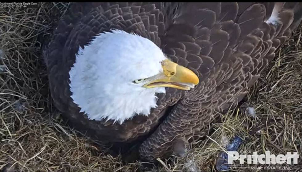 Harriet El Aguila Calva Mas Famosa De Internet Tiene Un Aguilucho En Directo Blog Mundo Animal El Pais