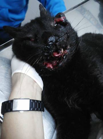 El gato herido por la explosión del petardo en Almendralejo.