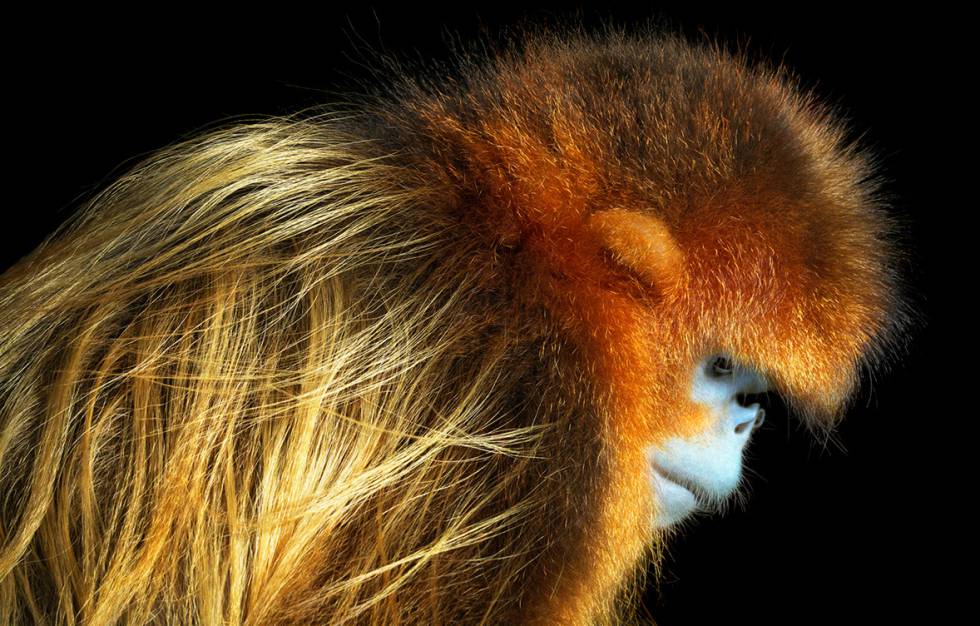 El Fotografo Que Retrata Animales En Peligro De Extincion Blog Punto De Enfoque El Pais