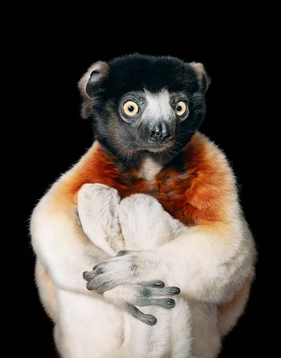 Sifaka coronado (Propithecus coronatus).