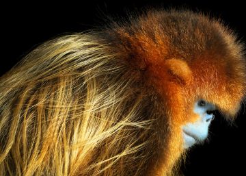 El fotógrafo que retrata animales en peligro de extinción