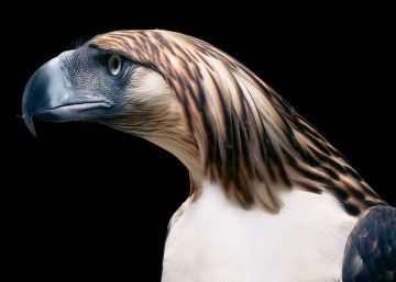 El fotógrafo que retrata animales en peligro de extinción