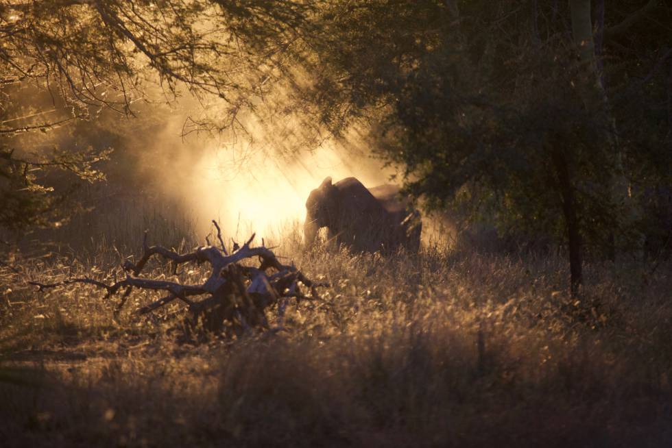 De los más de 2.200 elefantes del parque nacional Gorongosa (Mozambique) se pasó a unas decenas tras 26 años de guerra.