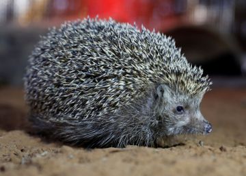 Sherman, el erizo obeso que no puede caminar, se pone a dieta