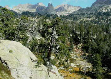 La megaerupción del Tambora quedó grabada en árboles del Pirineo