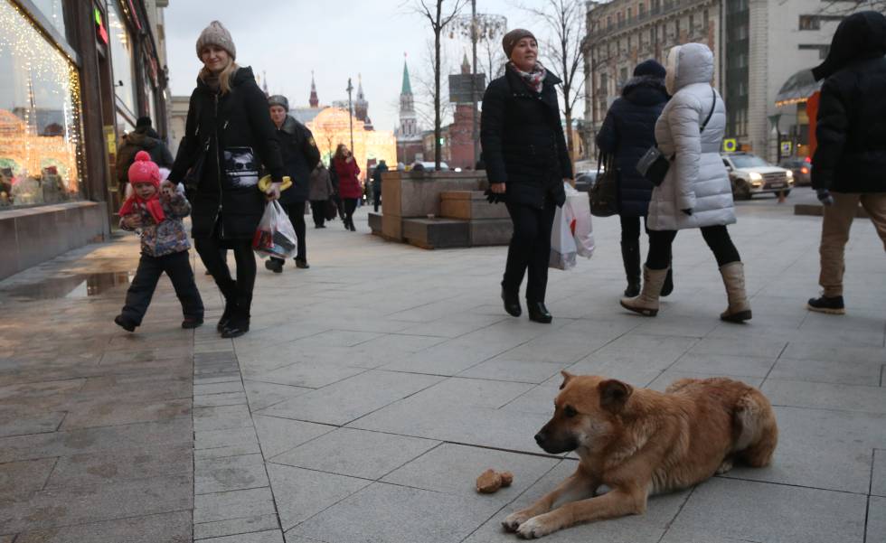  Un perro callejero en la calle de Tverskaya de Moscú el pasado diciembre.