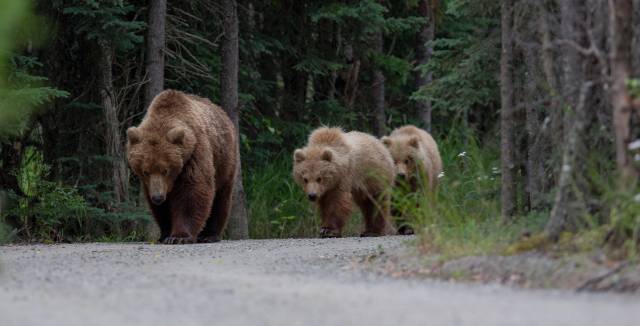 Hay osos que ya solo se alimentan de los desechos humanos.
