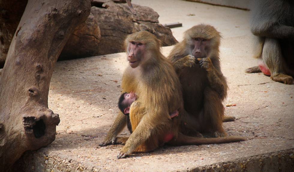 Dos monos babuinos adultos y una cría, en el zoo de Madrid, en una foto de archivo.
