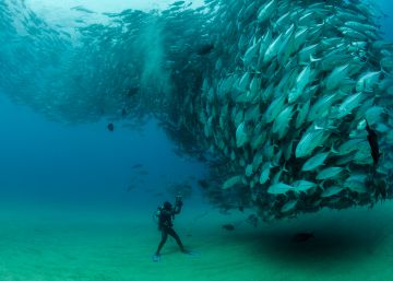 Navegando por el acuario del mundo (o lo que queda de él)