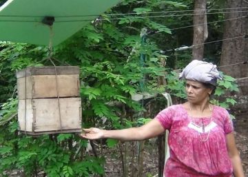 Abejas contra elefantes en las granjas de Kerala