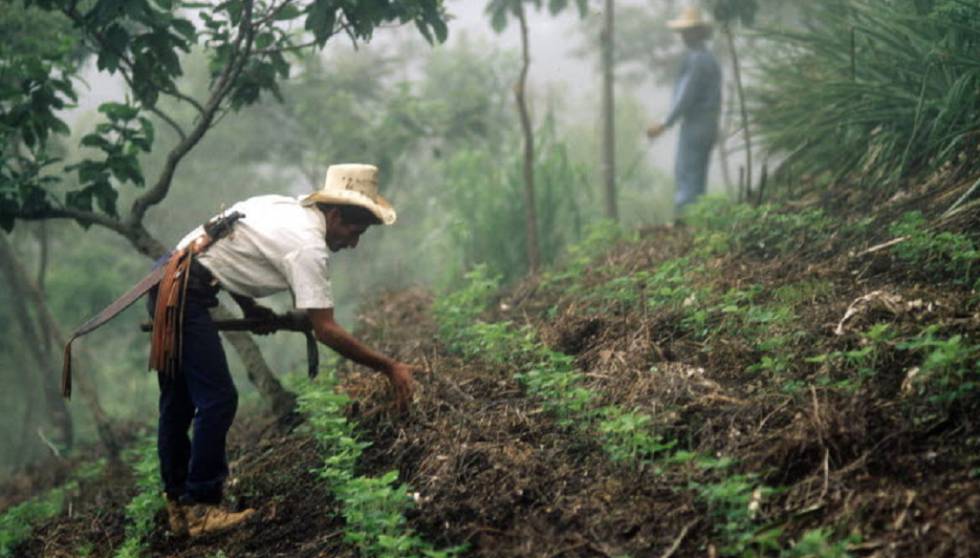 Un agricultor trabaja la tierra en Honduras.