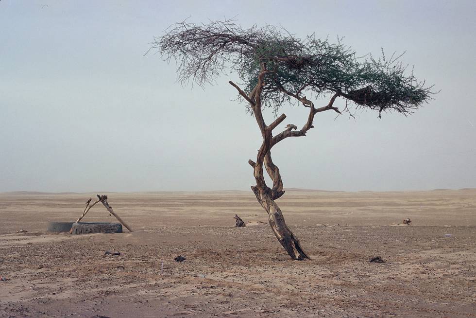 El árbol de Teneré, en una imagen de archivo