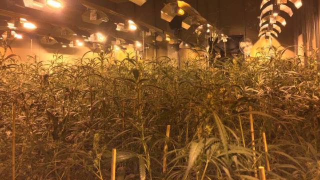 Una de las plantaciones de las mafias chinas.